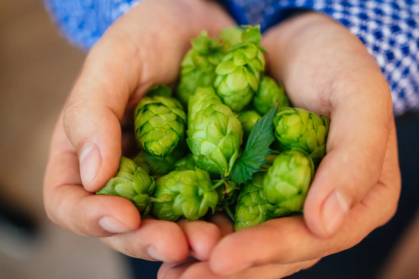AB HOPS FRESH HANDS SAAZ LR 1